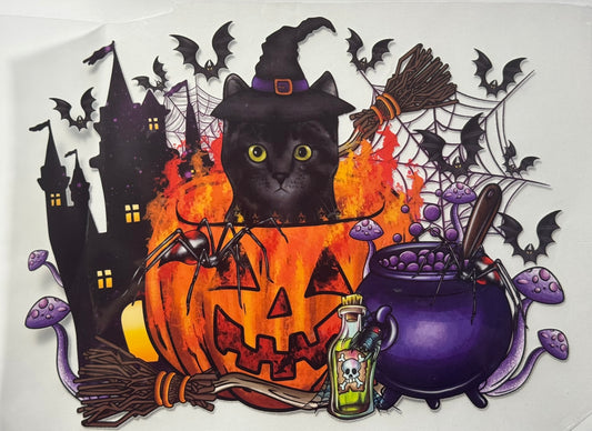 Cat in Pumpkin